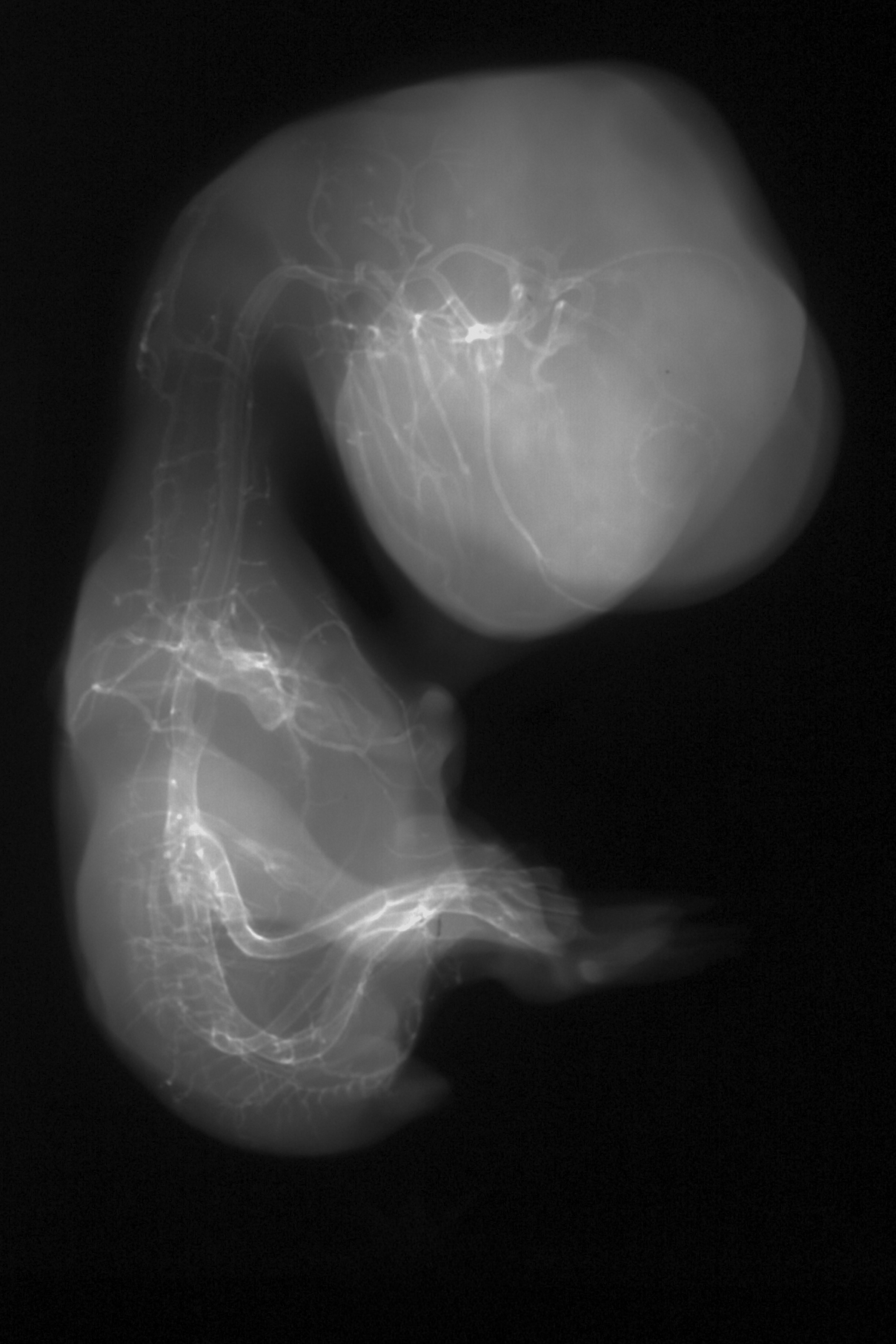stage 35 chick embryo x-ray